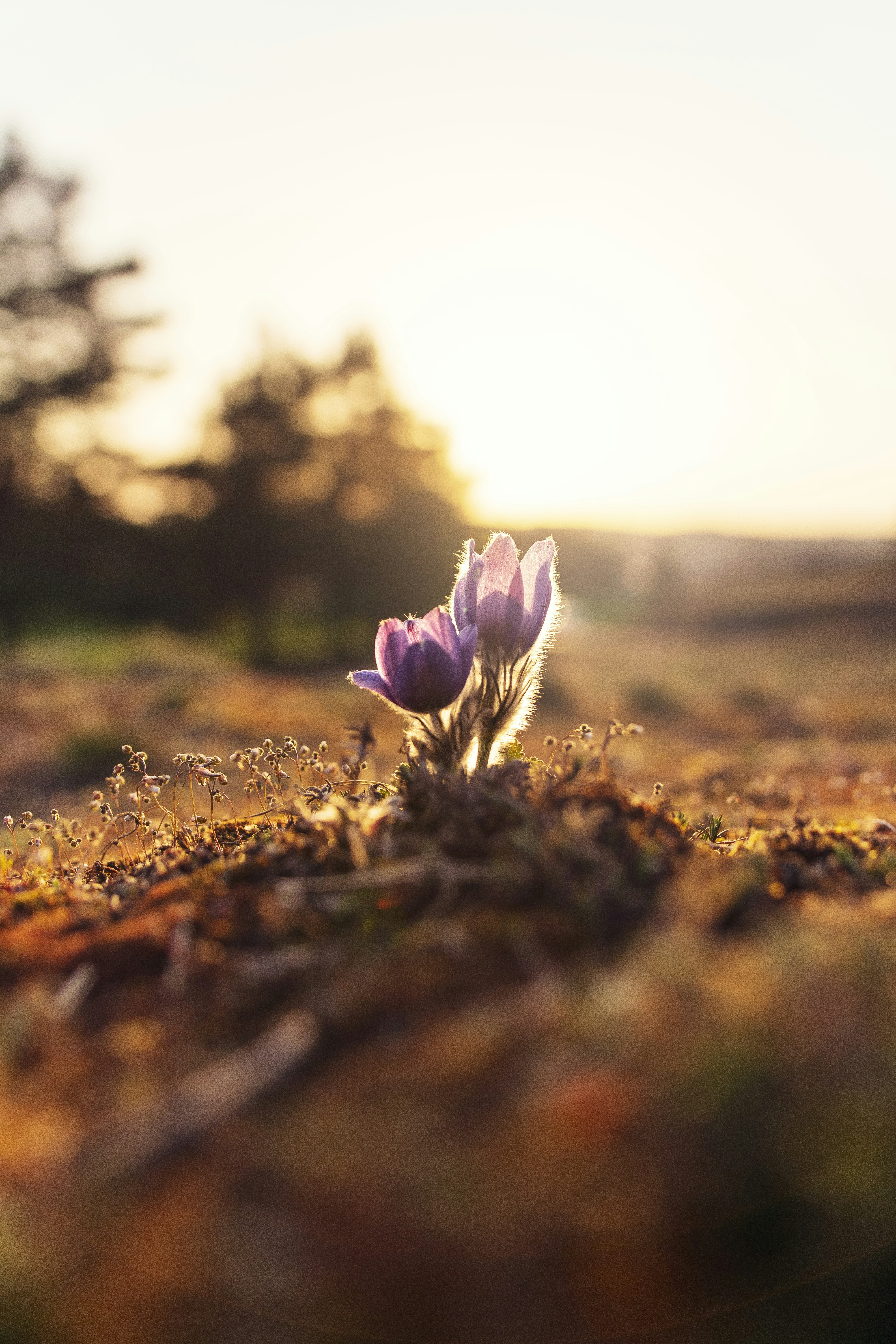 ales-maze-uXvUpHY5o_4-unsplash